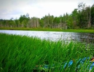 River with grasses and reeds in the foreground