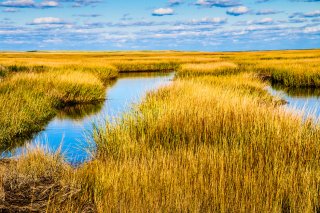 A photo of an estuary with water and tall yellow grasses.