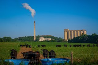cows grazing in a field with smokestacks behind them