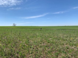 a photo of a grassy field in Kansas