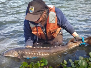 U.S. Fish and Wildlife conduct studies on white sturgeon, a species found in the San Francisco Bay Estuary, that are vulnerable to pollutants from runoff like PCBs. (Photo/U.S. Fish and Wildlife)