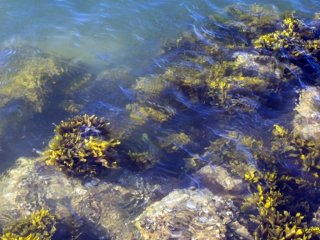 Rockweed growing in the intertidal zone along the North Bay shoreline. (Photo/Shira Bezalel)