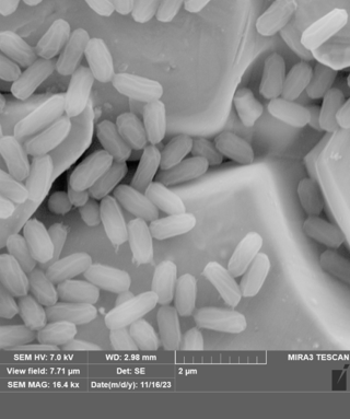 Black and white image of bacterial spores under magnification taken with a scanning electron microscope.