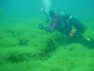 A diver collects benthic samples of Cladophora. Credit: USGS