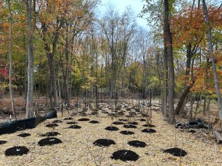 Restored wetland area with tree planting and deer fence