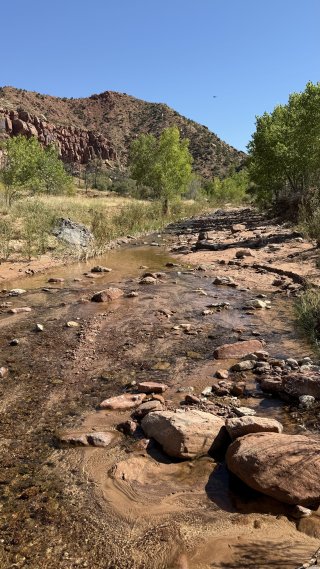 Benthic cyanobacteria in a mountain stream