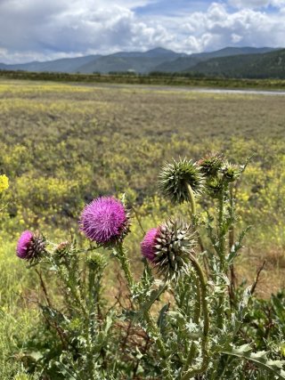 Wildflower seen at Smurfit site