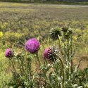 Wildflower seen at Smurfit site