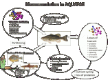 Bioaccumulation in AQUATOX: Organic Toxicants