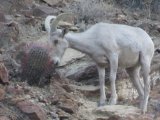 big horn sheep grazing