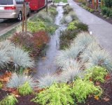 a strip of vegetation in a swale with retained water runoff between a residential sidewalk and the road 