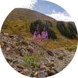 Pink fireweed plant as seen on the site