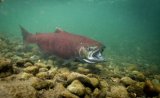 Photo of a red salmon in the water, above a rocky bed.