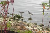 Greater Yellowlegs at Silver Lake