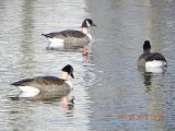 Canada Geese in the Silver Lake