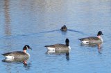 Canada Geese in the Silver Lake