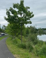A view of a walking path at the Silver Lake Area
