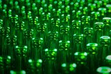 dozens of green bottles await filling