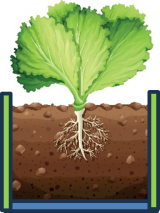 Lettuce growing in a raised bed.