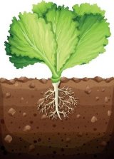 Lettuce growing in soil.