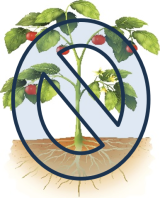A tomato plant grown in soil with a slashed circle covering the plant to indicate not recommended.