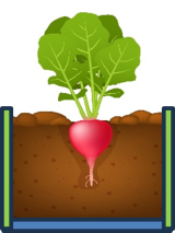 Radish growing in a raised bed.