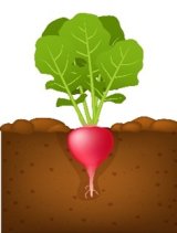 Radish growing in soil.