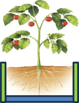 Tomato plant growing in a raised bed.